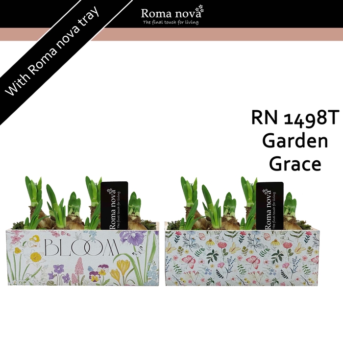 <h4>1498T - Garden Grace (Tete a Tete)</h4>