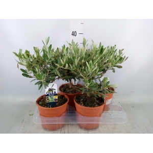 Olea europaea