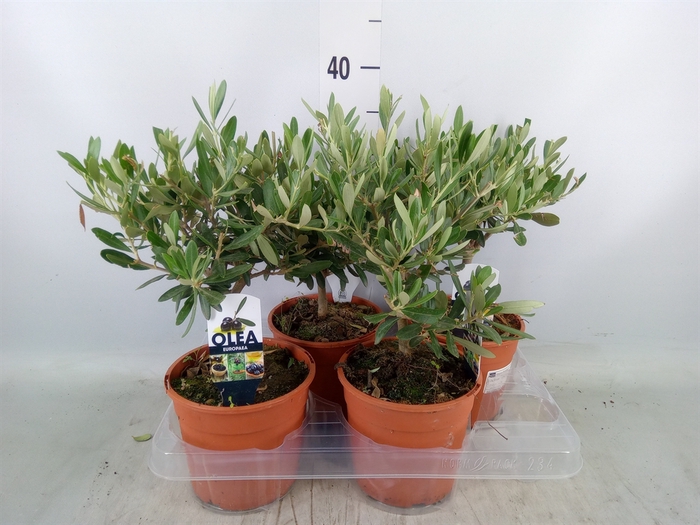 <h4>Olea europaea</h4>