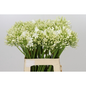 Agapanthus Polar Ice