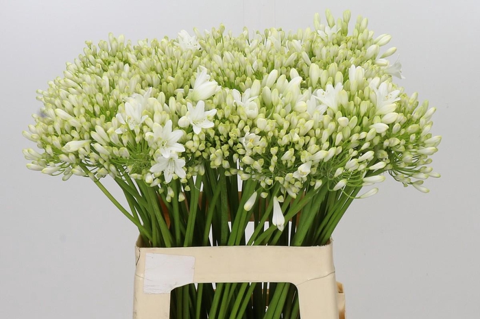 <h4>Agapanthus Polar Ice</h4>