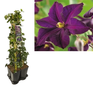 1 m. privacy mix Hedera + Clematis 'Romantika' +label