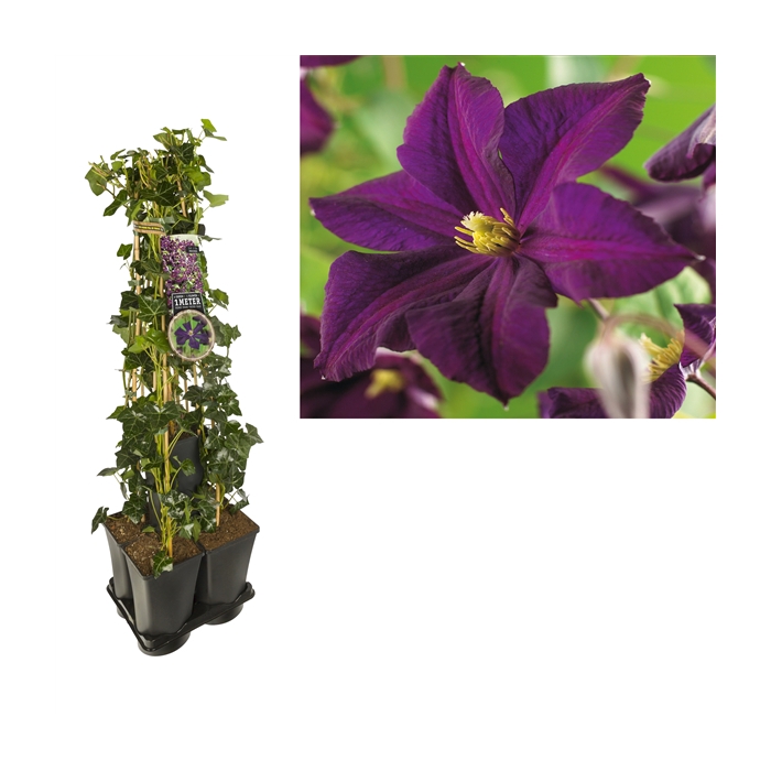 <h4>1 m. privacy mix Hedera + Clematis 'Romantika' +label</h4>