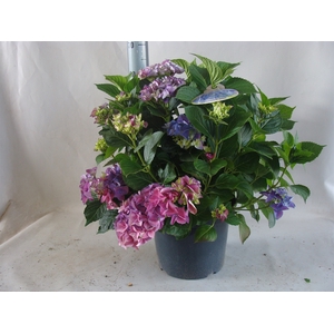 Hydrangea mac.   ...