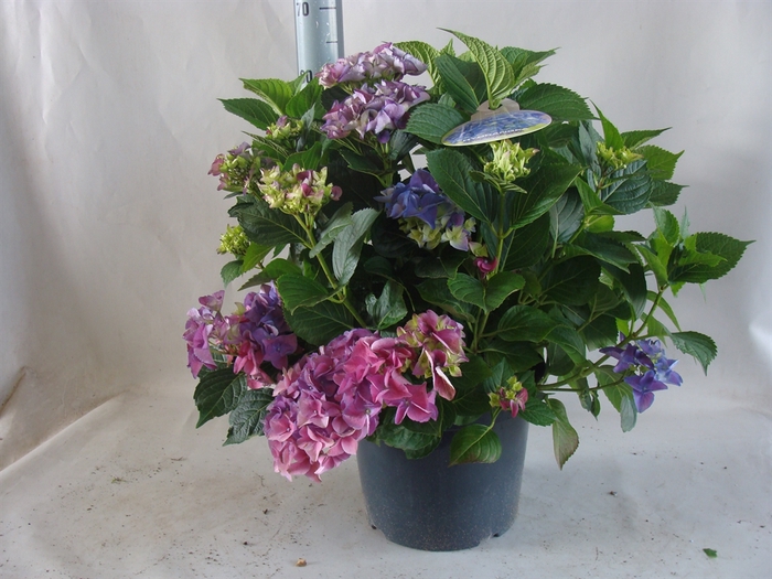 <h4>Hydrangea mac.   ...</h4>