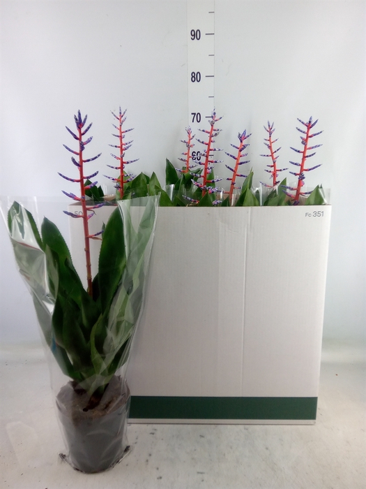 <h4>Aechmea  'Blue Rain'</h4>