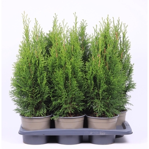 Thuja Smaragd