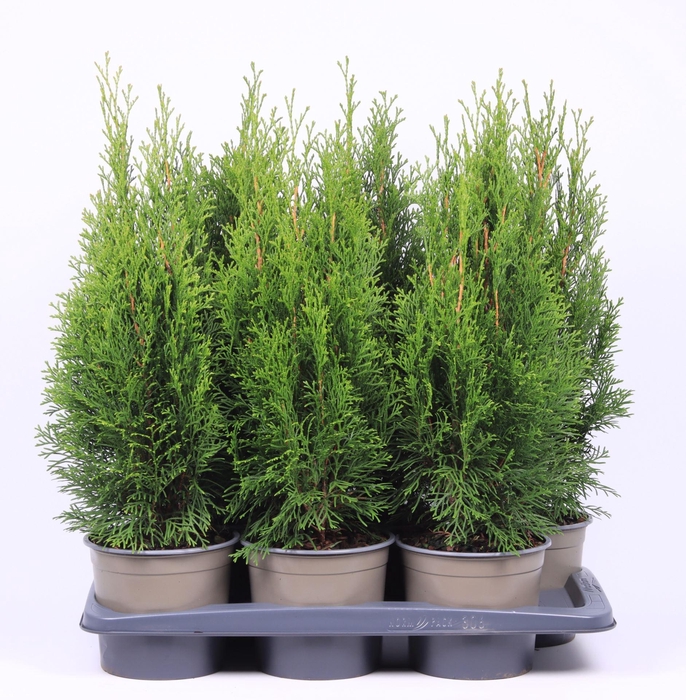 <h4>Thuja Smaragd</h4>