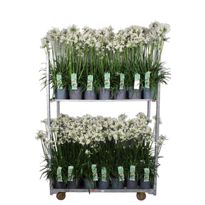AGAPA PITCHOUN WHITE