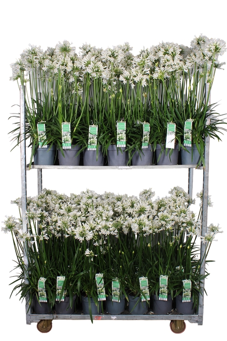 <h4>AGAPA PITCHOUN WHITE</h4>