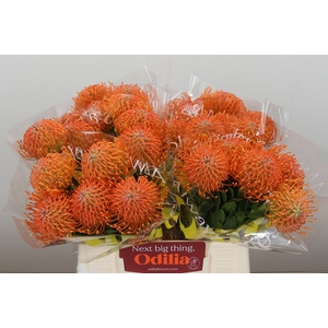 Nutans Ayoba Orange