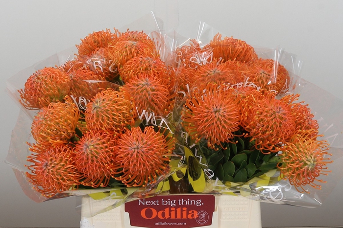 Nutans Ayoba Orange