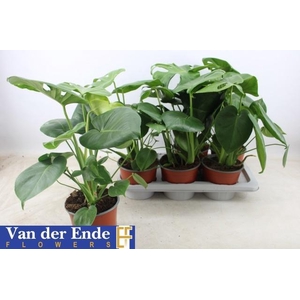 MONSTERA DELICIOSA