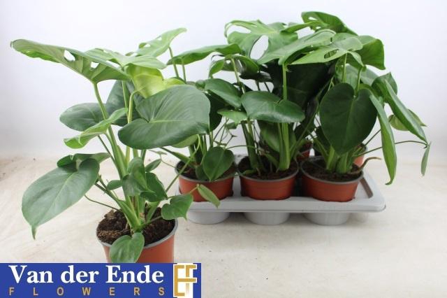<h4>MONSTERA DELICIOSA</h4>