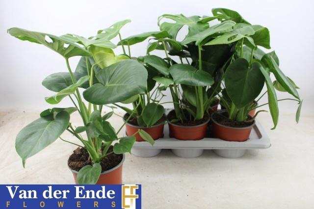 <h4>MONSTERA DELICIOSA</h4>