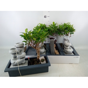 Bonsai   ...mix