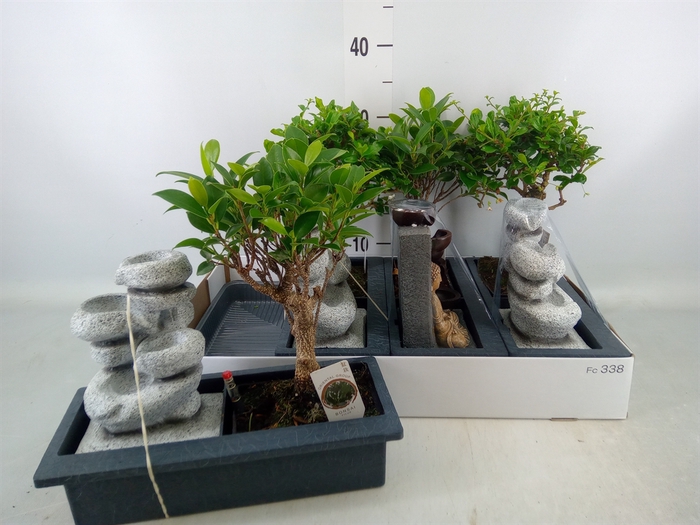 <h4>Bonsai   ...mix</h4>