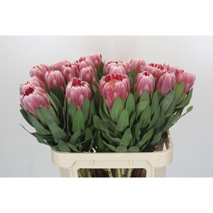 Protea Carnival