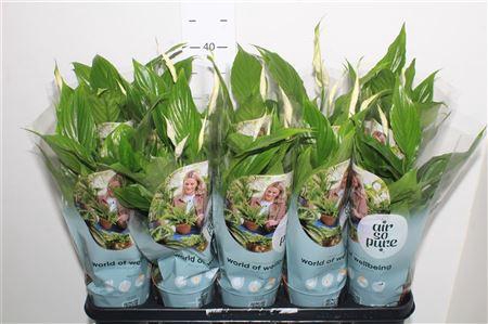 <h4>Spath Torelli 3+</h4>