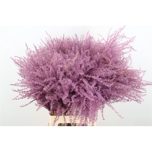 Dried Stipa Feather Milka P Stem