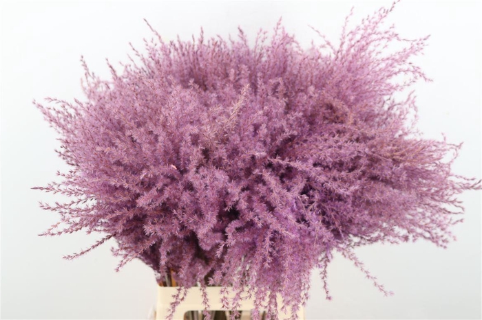 <h4>Dried Stipa Feather Milka P Stem</h4>