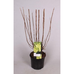 Hydrangea Paniculata 'Limelight' 19 cm