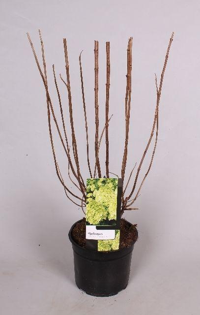 <h4>Hydrangea Paniculata 'Limelight' 19 cm</h4>