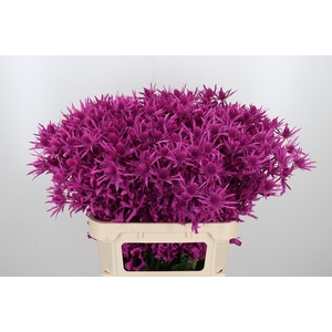 Eryn Orion Kl Bh Cerise