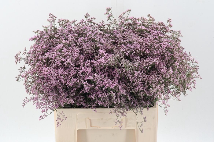 <h4>Lim Saf Oshi Pink</h4>