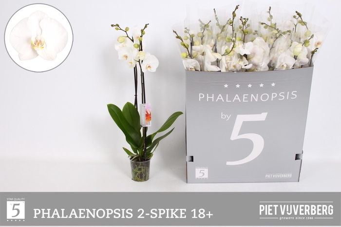 <h4>PHAL OV WIT</h4>