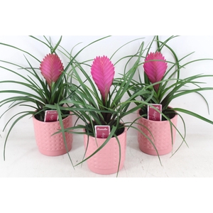 arr3 ZS - Pot bubble pink til anita