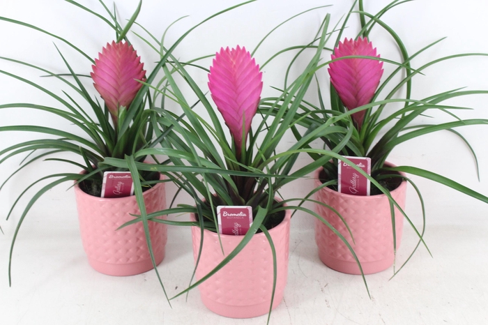 <h4>arr3 ZS - Pot bubble pink til anita</h4>