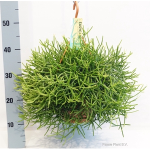 Rhipsalis heteroclada