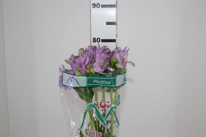 <h4>ALSTROEMERIA PLATINA 080 CM</h4>