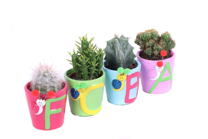 <h4>Cactus abc sierpot 5,5 cm</h4>