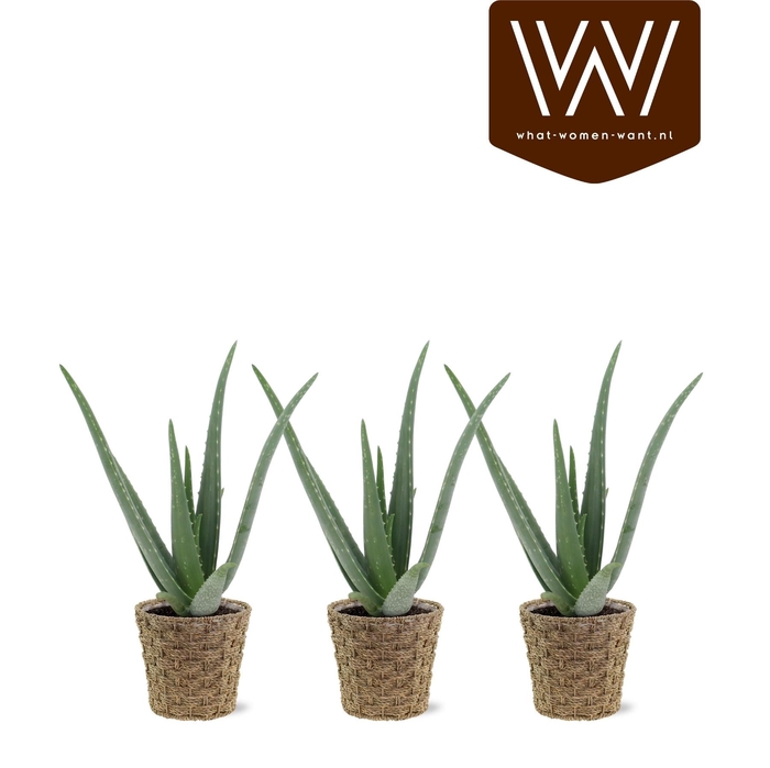 <h4>ARR ZAMIOCULCAS</h4>