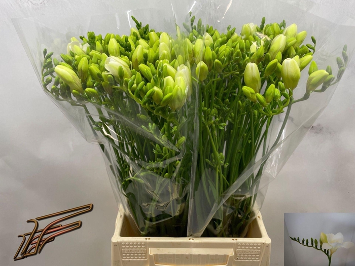 <h4>Freesia enk White Serenade</h4>