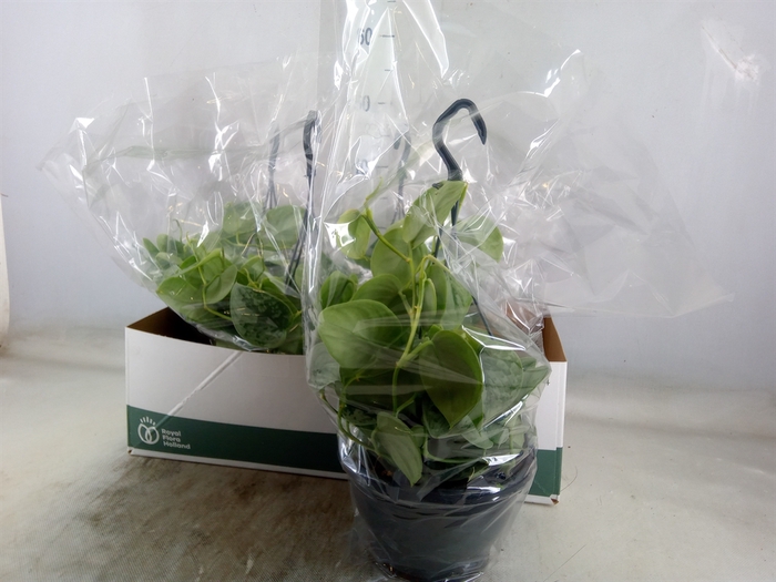 <h4>Scindapsus pictus 'Silvery Ann'</h4>