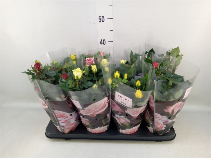 <h4>Rosa  'Patio-Hit'   ...mix</h4>