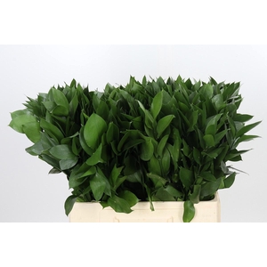 RUSCUS HYPOPHYLLUM