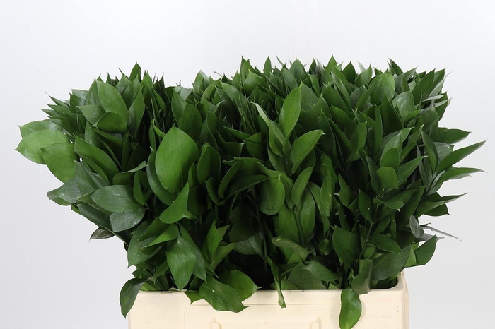 <h4>RUSCUS HYPOPHYLLUM</h4>