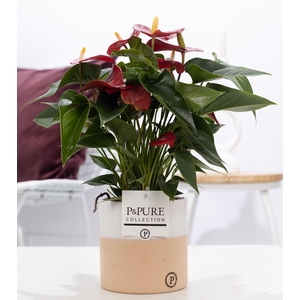 Anthurium red (Micra) in P&PURE Rosy ceramics