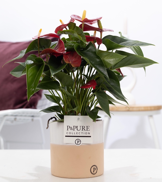 <h4>Anthurium red (Micra) in P&PURE Rosy ceramics</h4>