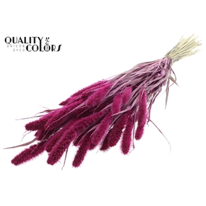 Setaria per bunch Lilac