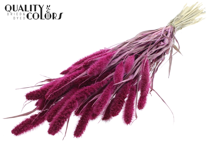 Setaria per bunch Lilac