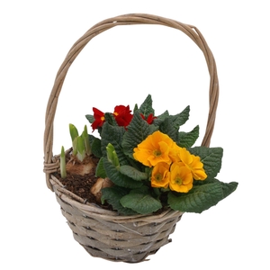 Primula Hengselmand 1x tet 2x prim 580