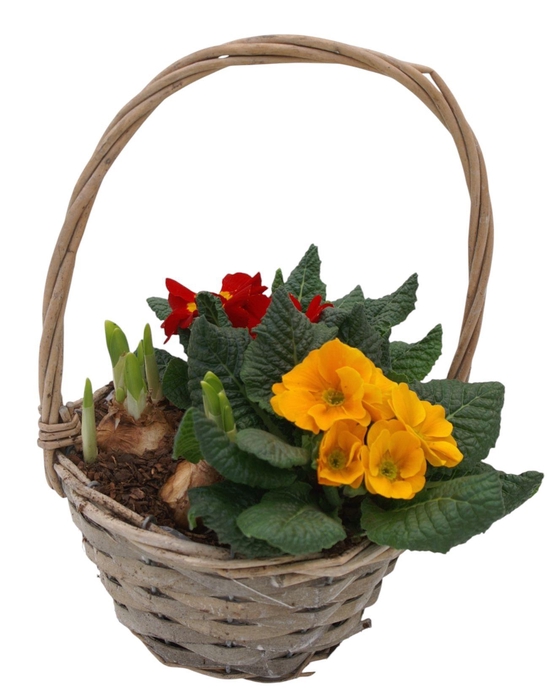 <h4>Primula Hengselmand 1x tet 2x prim 580</h4>