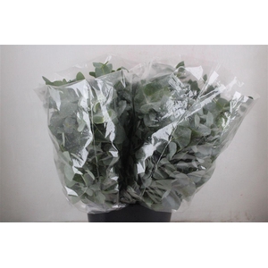 Euca Cinerea Short 200gr P Bunch