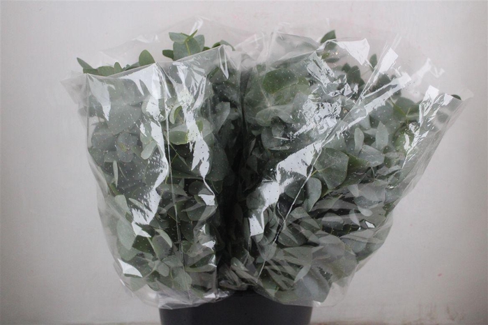 <h4>Euca Cinerea Short 200gr P Bunch</h4>