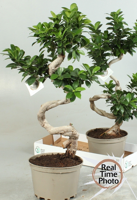 <h4>FIC MI GINSENG</h4>